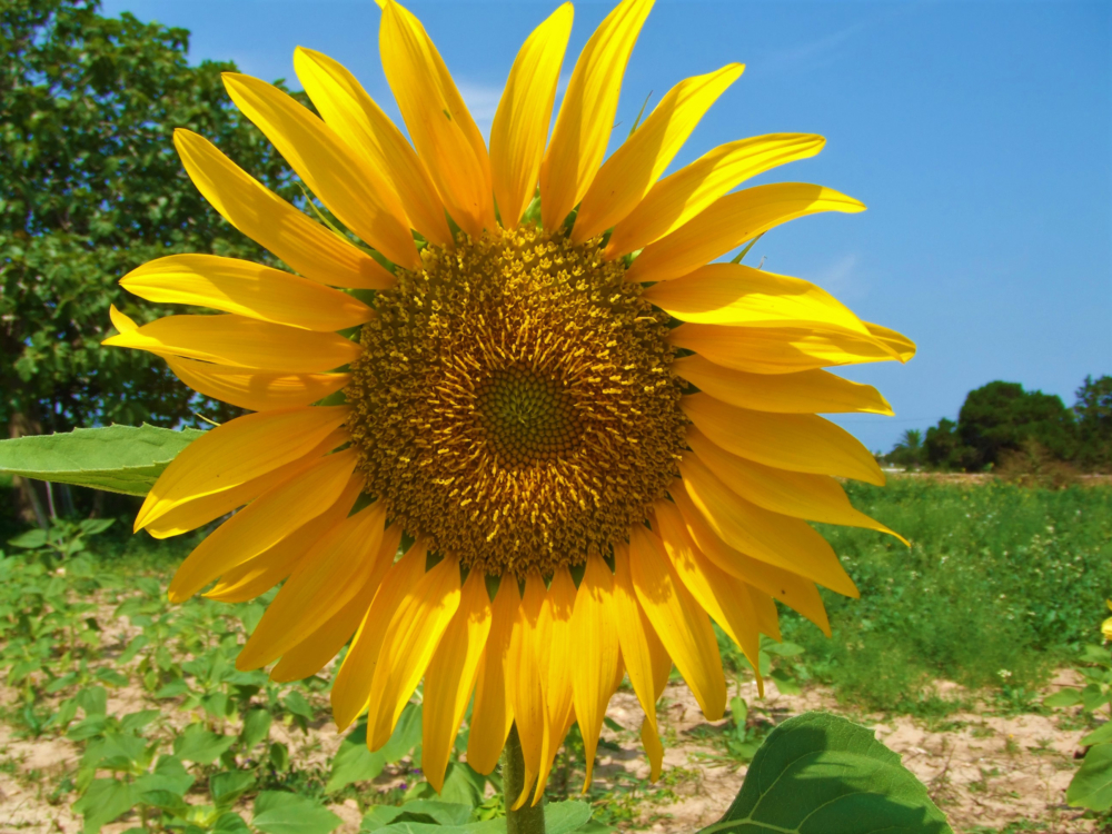 Sonnenblume